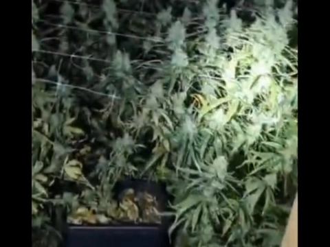 'Verdacht geurtje' leidt naar hennepkwekerij