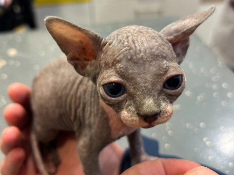 Schiedammer overtreedt fokverbod sphynxen
