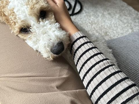 Bella was stoned, en dat overkomt meer honden