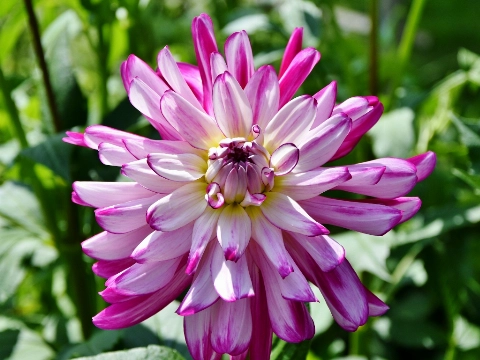 Dahliavereniging: vijftig jaar stekken, planten en dieven