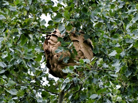 Nest Aziatische hoornaar eindelijk gevonden