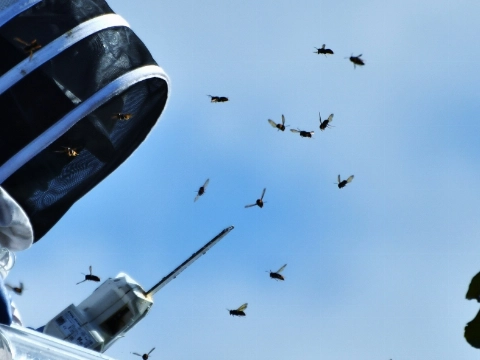 Hoornaarnesten in BK-laan en Beatrixpark geruimd