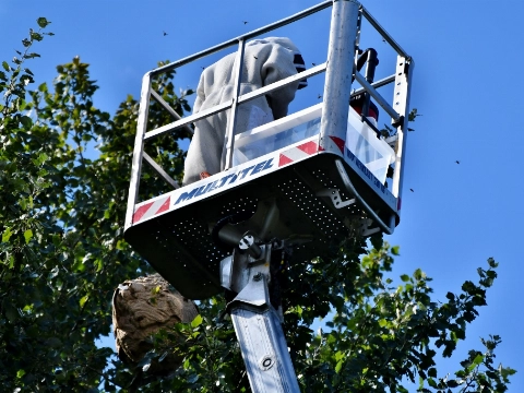 Hoornaarnesten in BK-laan en Beatrixpark geruimd (2)