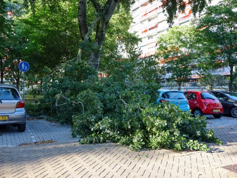 Grote tak breekt af: twee auto's beschadigd