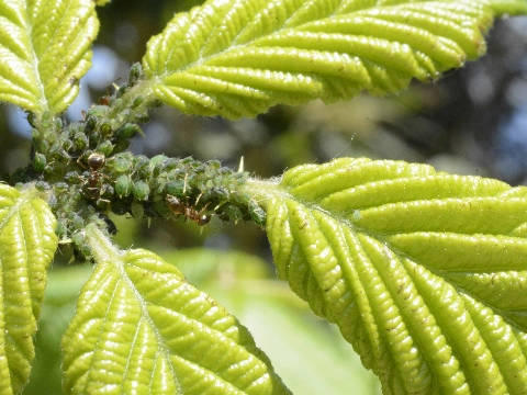 Groen bestrijden wint terrein in Schiedamse tuinen