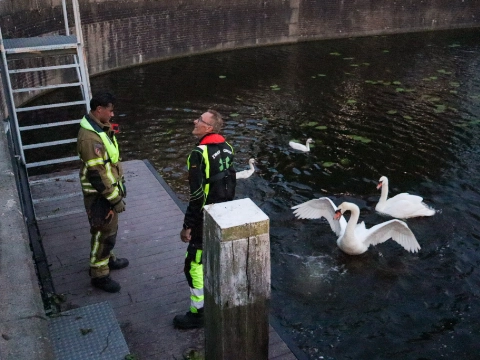 Babyzwanen vast tussen spijlenhekken onder brug