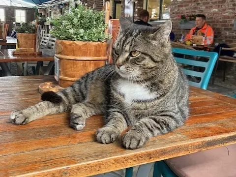 Poessie uit Maastricht in Schiedam teruggevonden