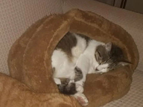 Kat Moontje is vermist