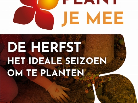 Een bloeiende lente, plant je in de herfst!
