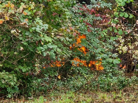 Onderkomen zwerver in de as gelegd