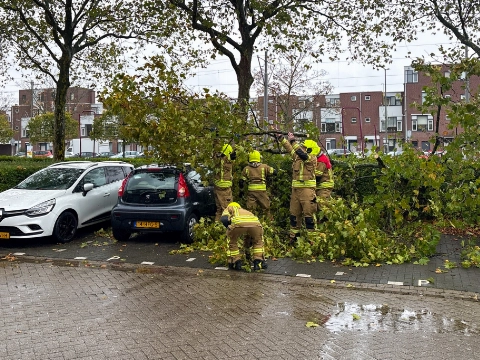 Grote tak niet bestand tegen Benjamin