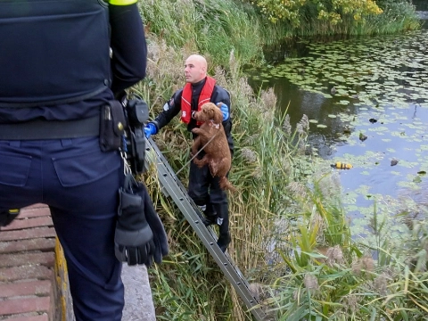 Brandweer redt hondje