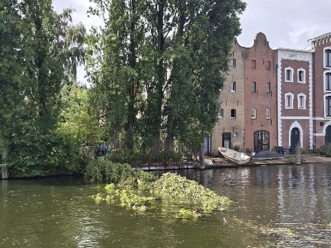 Boom waait Buitenhaven in