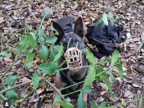 Coco doet vluchtende automobilist de das om