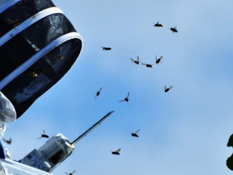 Stadsimkers staken strijd tegen Aziatische hoornaar