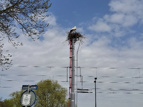 Ooievaar vaart wel langs de trambaan
