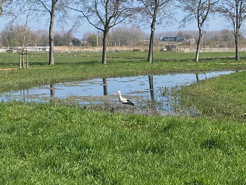 Ooievaar werkt hard om reputatie waar te maken