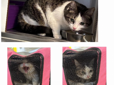 Poes in roze reistas gedumpt bij speeltuin