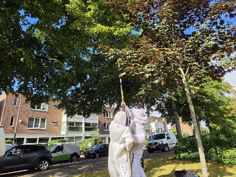 Twee hoornaarnesten verwijderd