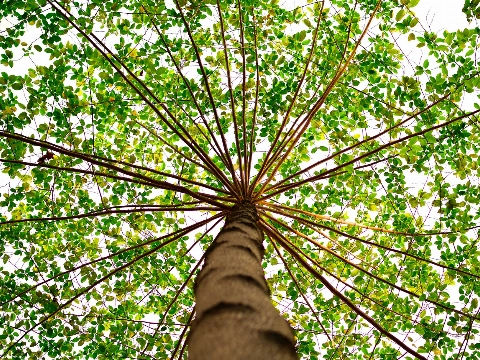 Tuinders volkstuinvereniging Thurlede slaan alarm om gevaarlijke bomen