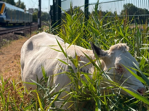 Treinverkeer stopgezet vanwege koe op spoor