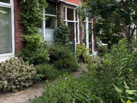 Een koele woning door gevelgroen