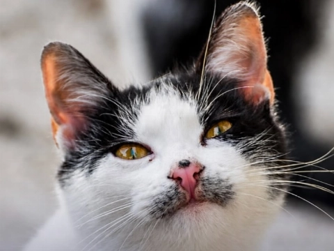 Politie op zoek naar info over kattenmishandelaar
