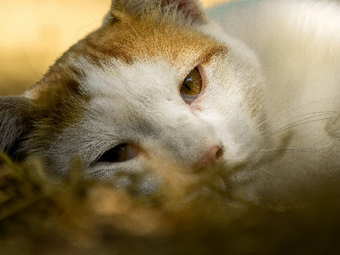 Zeker twee katten ernstig mishandeld met kokend water in Schiedam-Oost