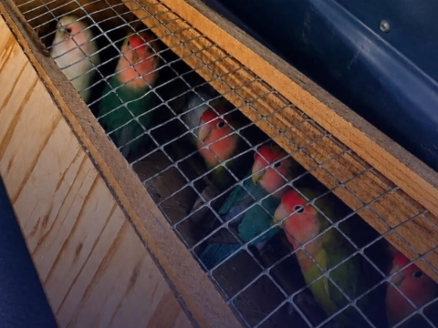 Inspecteurs halen 64 vogels uit Schiedamse woning