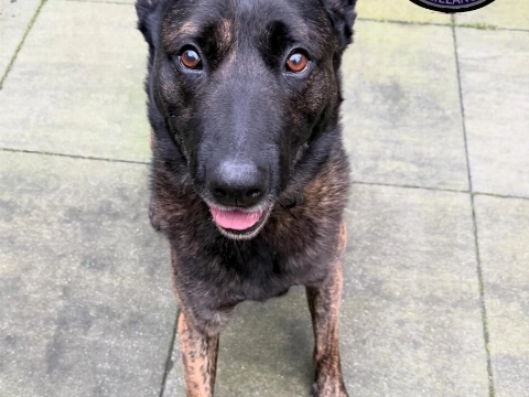 Politiehond Chico ingezet bij bedreiging met mes