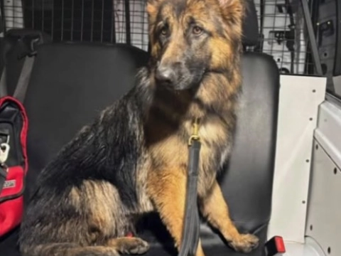 Wie weet van wie twee herdershonden zijn?