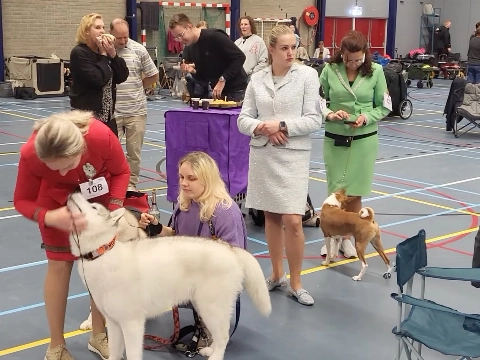 Hond-van-het-jaarshow: ruim 200 honden naar Schiedam