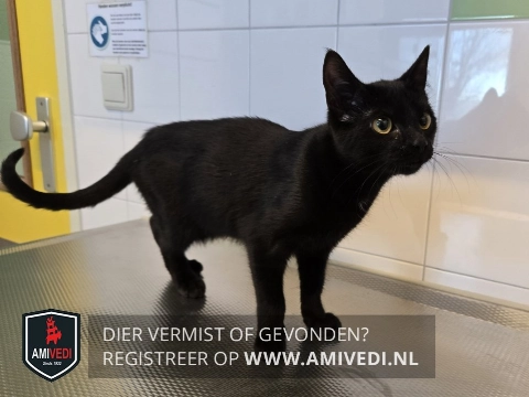 Van wie is deze poes?