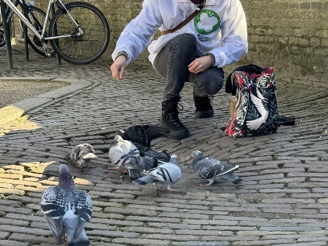 Duivenredders op expeditie in Schiedam