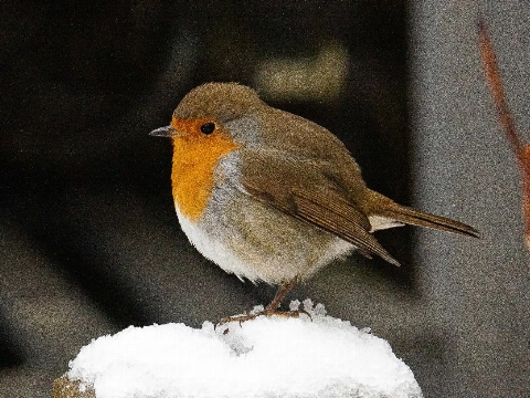Schiedam mooi in de sneeuw