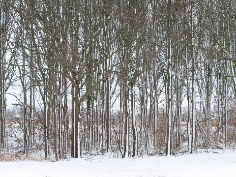 Schiedam mooi in de sneeuw (10)