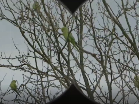 Een half uurtje vogels tellen