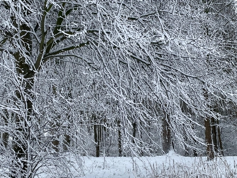Schiedam mooi in de sneeuw (7)