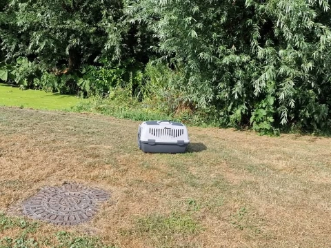 Poes achtergelaten op Land van Ris