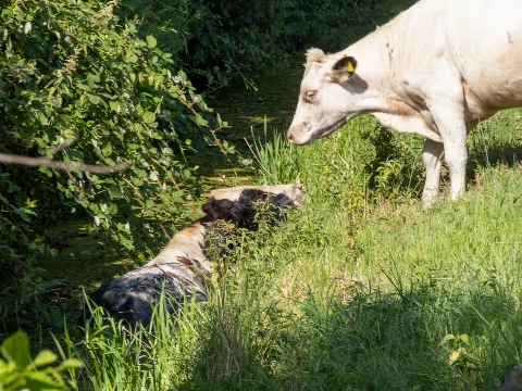 Stier vast in smalle sloot