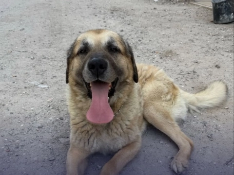 Politie herenigt hond met baasje