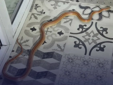 Korenslang in de huiskamer