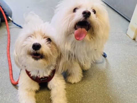Twee hondjes achtergelaten in Schiedam