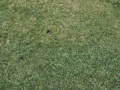 Lisa ergert zich dood aan hondenpoep