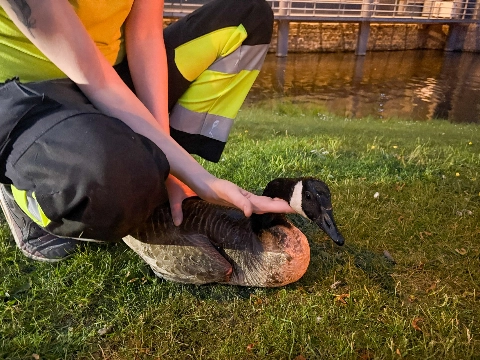 Reddingsactie voor gans