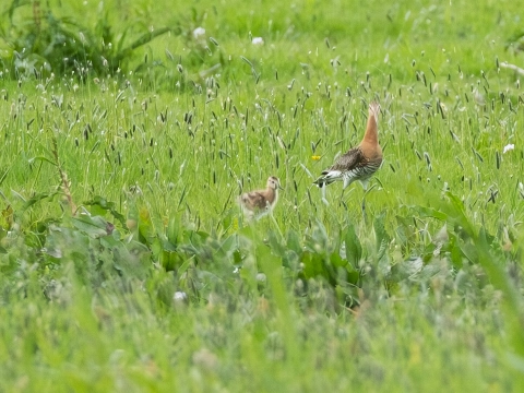De eerste grutto- en kievitskuikens in polder Schieveen