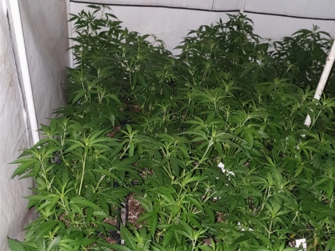 Wietplantage in Gorzen ontdekt