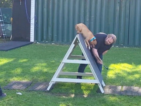 Sportdag bij Dog Training School