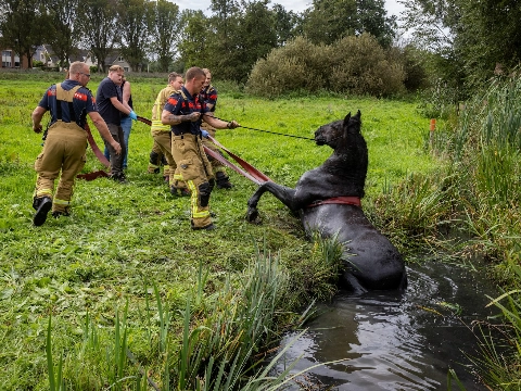 Brandweer redt paard uit moddersloot