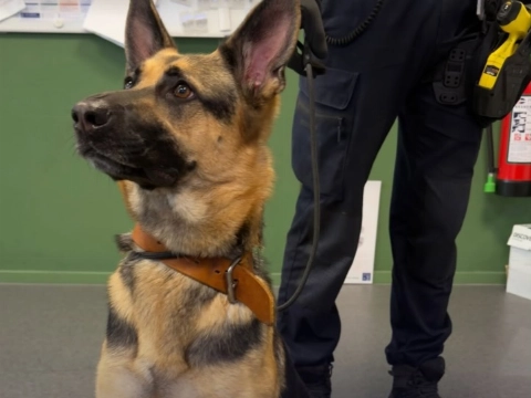Politie zoekt eigenaar van herdershond